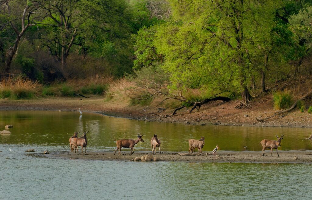 kaziranga national park